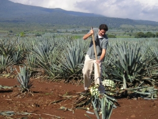  Agave fields 